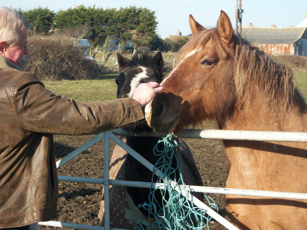 Horses greeting us in Tintagel